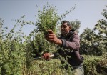 غزة: الذهب الأخضر يقاوم الاحتلال ويحقق اكتفاءً ذاتياً