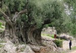 تعرف على أقدم شجرة زيتون في فلسطين