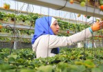 شابة فلسطينية تزرع الفراولة المعلقة