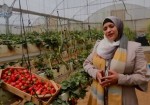 غزة.. "ولاء" تتحدى البطالة بزراعة "الذهب الأحمر"