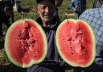 بدء موسم حصاد البطيخ في قطاع غزة
