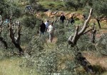 الاحتلال يقتلع أشجار زيتون في الخليل