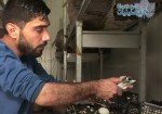 فيديو/ مملكةٌ لـ"الفطر الأبيض" بغزة