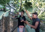 جني ثمار فاكهة التين في قطاع غزة