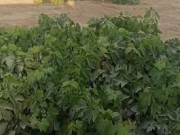 مزارعو الشيخ عجلين يعيدون إحياء كروم العنب والتين