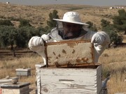 نحل "يطّا" يكسر حصار الأرض بعسلٍ لا تصادره الحواجز!