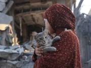 قططٌ تحرس "الحياة" في خيام النازحين بغزة!